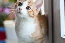 ROZHOVOR se Sylvou Petrů z Ligy na ochranu zvířat Kutná Hora: Lidé jsou k opuštěným zvířatům všímavější ROZHOVOR se Sylvou Petrů z Ligy na ochranu zvířat Kutná Hora: Lidé jsou k opuštěným zvířatům všímavější