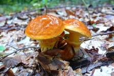 Rozhovor o houbaření s Pavlem Štifterou: Nejsem závodník, děda nás učil nechat velké úlovky „sedět“